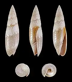 Swainsonia fissurata