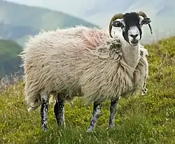 Brebis swaledale dans le Lake District