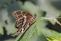 Papilio mangoura femelle, ailes repliées