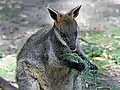 Wallaby