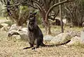 Wallaby bicolore