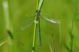 Lestes vigilax