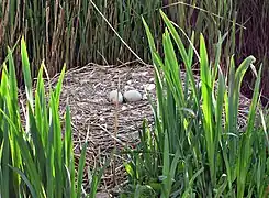 Œufs de cygne non éclos