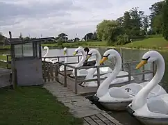 Swan Boats