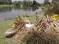 Cygne blanc sur son nid