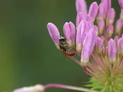 Lasioglossum zephyrum (Amérique du Nord).