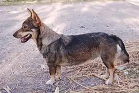 Vallhund suédois