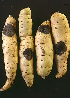Symptômes de pourriture noire due à Ceratocystis fimbriata sur des tubercules de patate douce.