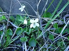 Description de l'image Sweet white violet (Whitefish I) 1.JPG.