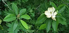 Description de l'image Sweetbay Magnolia Magnolia virginiana Comparison 4400px.jpg.