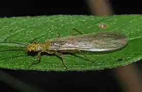 Plecoptera - Sweltsa townesi (en)