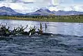 Caribous dans la rivière Kobuk