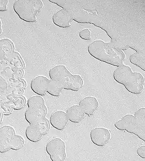 Strates dans un terrain en forme de gruyère : une couche supérieure brillante et une couche inférieure plus sombre sont visibles.