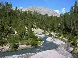 P. mugo subsp. uncinata, Grisons, Suisse.