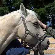 Femelle palomino, vue de profil.