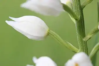 Macrophotographie en couleurs d'une fleur ovoïde d'un blanc laiteux portée par une sorte de pédoncule vrillé.