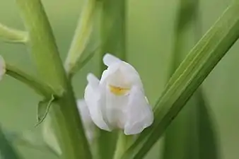 Macrophotographie en couleurs d'une fleur blanche vue de face montrant une petite tache orangée et d'une feuille positionnée à l'aisselle de la tige plus petite que la fleur.