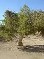 Ficus sycomorus