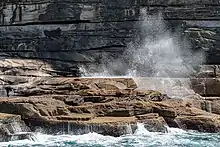Des lions de mer se reposent sur des rochers tabulaires au milieu des embruns et de parois verticales