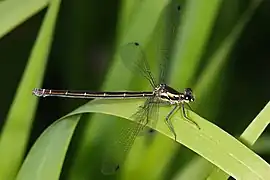 Austroargiolestes isabellae (femelle).