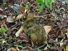 Un lapin chiné de noir et d'ocre jaune avec des yeux noirs et des oreilles moyennes