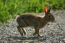 Jeune lapin beige bondissant, à longues oreilles translucides, yeux noirs et queue claire