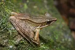 Description de l'image Sylvirana faber, Bronzed frog - Khao Khitchakut National Park.jpg.