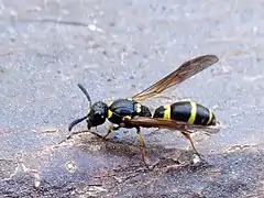 Symmorphus bifasciatus