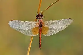 Description de l'image Sympetrum flaveolum male - Kulna.jpg.