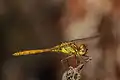 Sympetrum vulgatum - mâle, juvénile