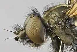 Symphoromyia crassicornis - détail tête et haut du thorax.