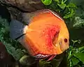 Discus commun rouge au zoo de Karlsruhe. Novembre 2019.