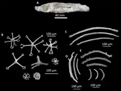 Synallactes quatrami