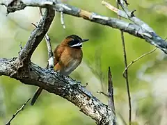 Description de l'image Synallaxis candei - White-whiskered Spinetail.jpg.