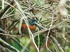 Description de l'image Synallaxis erythrothorax - Rufous-breasted Spinetail.jpg.