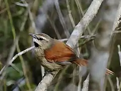 Description de l'image Synallaxis scutata - Ochre-cheeked Spinetail; Poções, Bahia, Brazil.jpg.