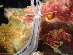 Gros plan sur les tentacules buccaux d'un Synaptula lamperti