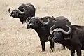 Buffles du Cap, aire de conservation du Ngorongoro (Tanzanie).