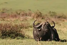 Un buffle fait la sieste.