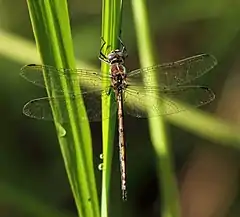 Syncordulia gracilis