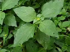 Description de l'image Synedrella nodiflora.jpg.