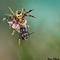 Synema globosum (Thomise Napoléon) juvénile prédatant une abeille sauvage