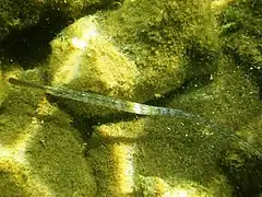 Syngnathus typhle, un poisson mimétique des feuilles mortes de posidonies.