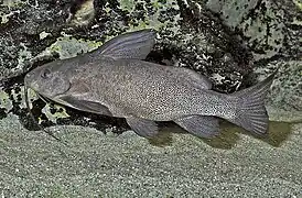 Synodontis vanderwaali