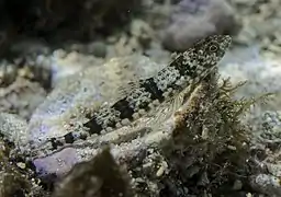 Poisson-lézard à deux taches (Synodus binotatus)