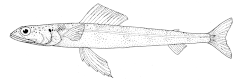 Description de l'image Synodus similis (Lavender lizardfish).gif.