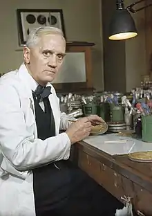 Durant la Seconde Guerre mondiale, Fleming, à l'époque toujours titulaire de la chaire de bactériologie à l'université de Londres, photographié dans son laboratoire de l’hôpital Sainte-Marie de Londres.