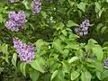 Syringa vulgaris