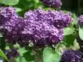 Syringa vulgaris, grappe de fleurs