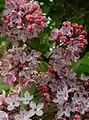 Syringa vulgaris, détail de l'inflorescence